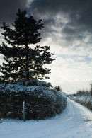 Sunny snowy lane