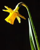 Mini Daffodill