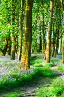 Bluebells in the woods