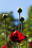 Poppy and seed heads