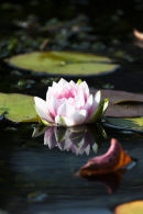 White Water Lilly