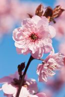 Ornimental Cherry Blossom