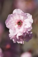Ornimental Cherry Blossom