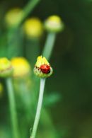 Ladybird on flower