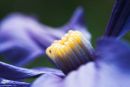 Clematis closeup