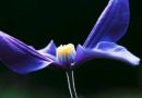 Clematis in profile