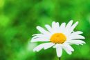 Shasta Daisy (Leucanthemum x superbum)