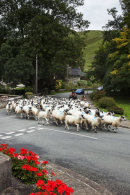 Sheep driving the modern way
