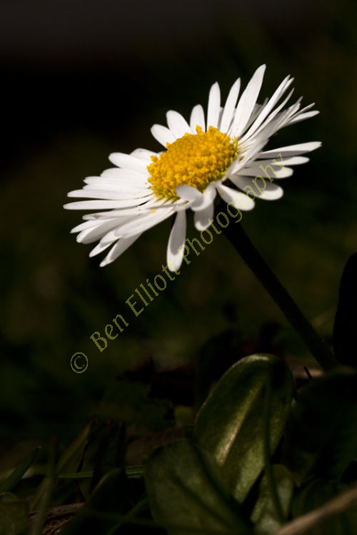 A daisy in spring