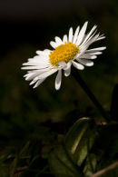 A daisy in spring