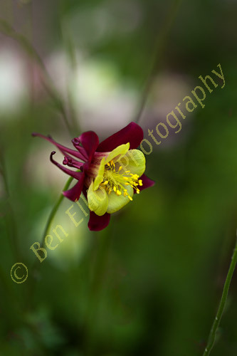 Aqualegia colour