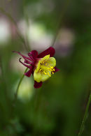 Aqualegia colour