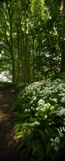 Wild garlic in a wood during springtime