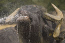 Water Buffalo