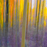 Autumn Trees s-7591
