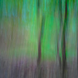Autumn Trees s-7737