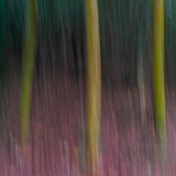 Autumn Trees 7795