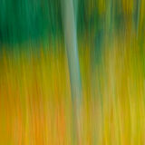 Autumn Trees s-7845-2