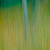 Autumn Trees 7845
