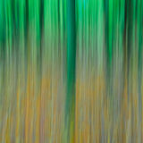 Autumn Trees 8142