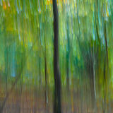 Autumn Trees s-8811