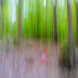 Cone in the woods
