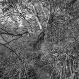 Grovelands-