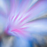 Nerine 3225
