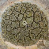 Dried Fountain University of Reading