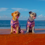 Canary Islands Dogs