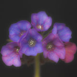 Pulmonaria