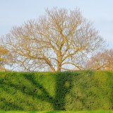 Hedgetree (with Gull)