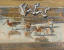 Feeding Godwits £550