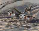 Shelducks £580