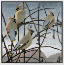 Waxwings