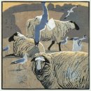 Common Gulls and Sheep