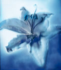 Blue Lily