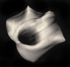 Partial Calla