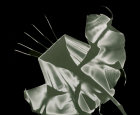 Brugmansia III, Solarized Photogram