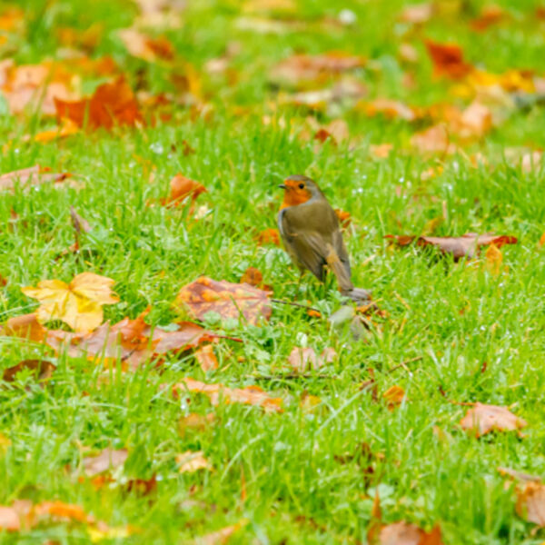 Autumn Robin