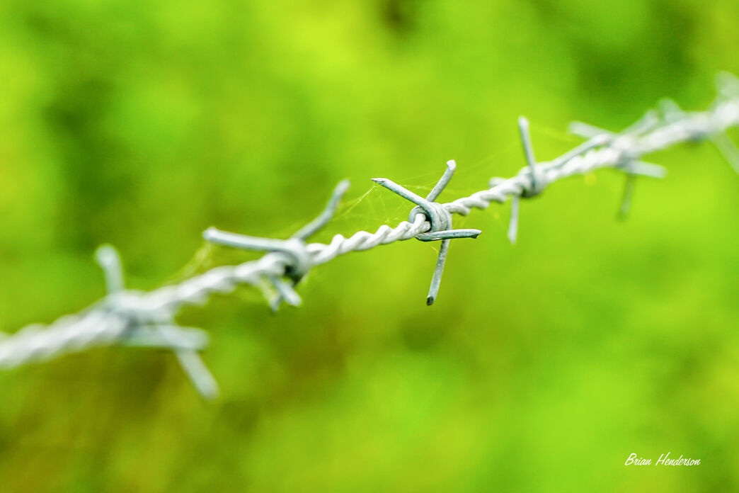 Barbed Wire