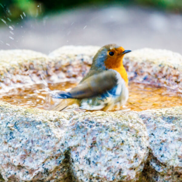 Bathtime !