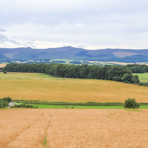 Bennachie Landscape