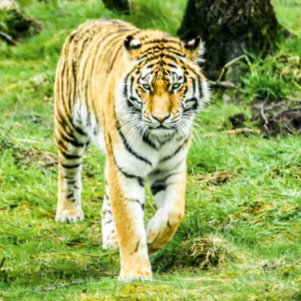 Beware of the Tiger !