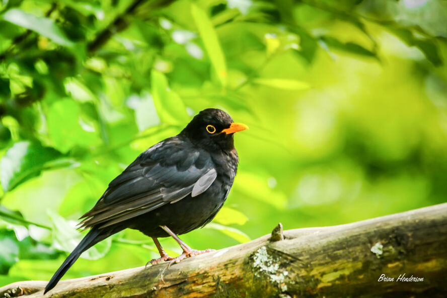 Blackbird