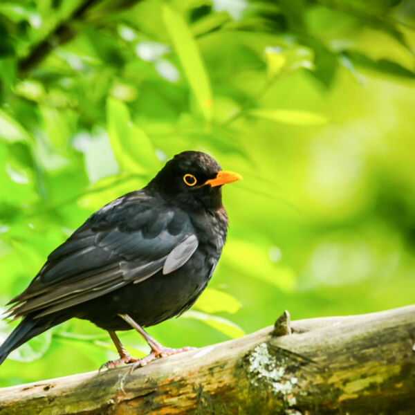 Blackbird