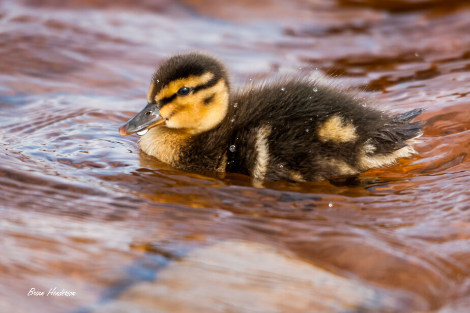Bubbly Beak !