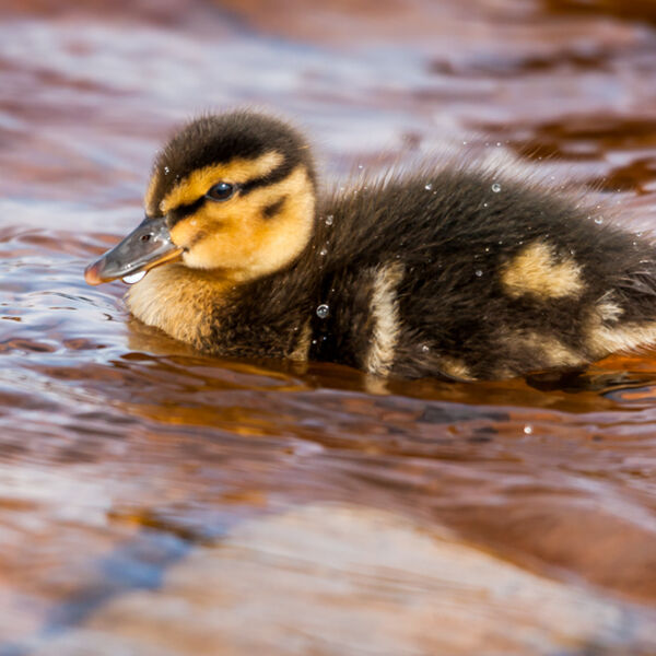 Bubbly Beak !