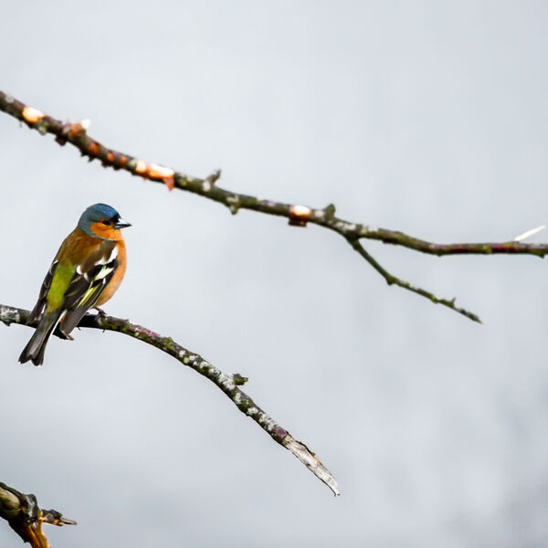 Chaffinch
