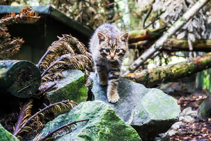 Beware of the Cat !
